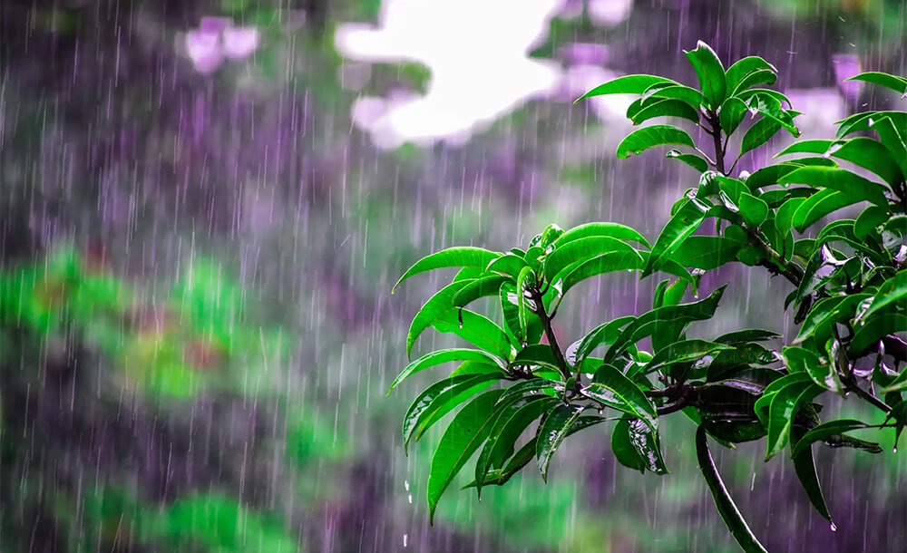 雨季来临，如何在广州奶粉仓库中做好防潮工作？