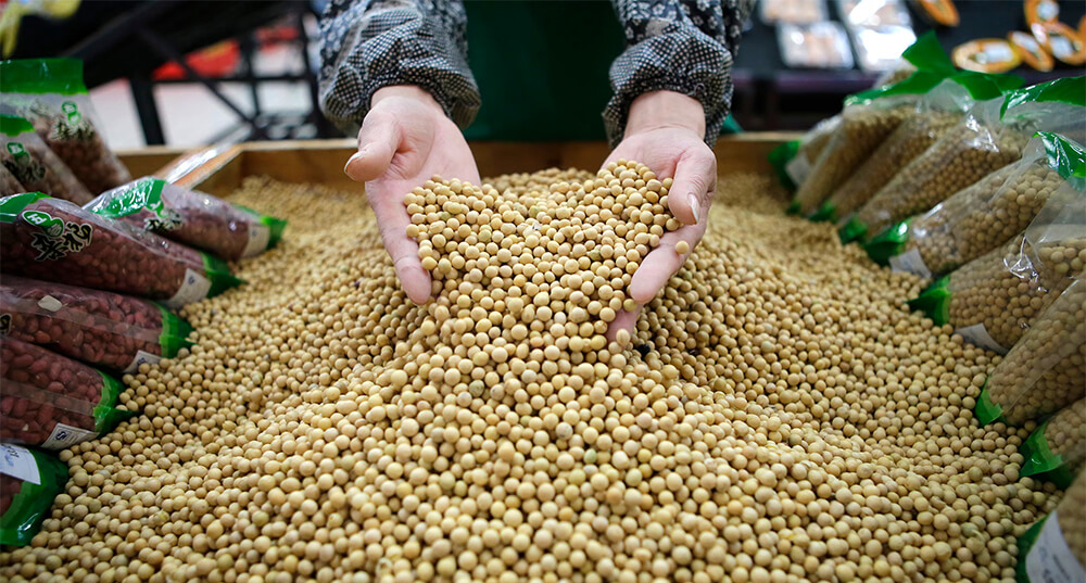 中美贸易战下,进口巴西大豆要避开的几个清关雷区-广州货代